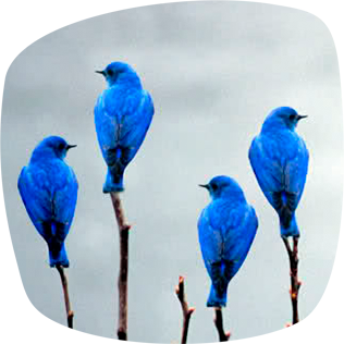 ЕППА – не панацея. Серебряной пули не существует