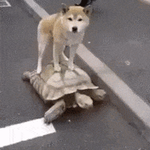 dog.gif dog.gif