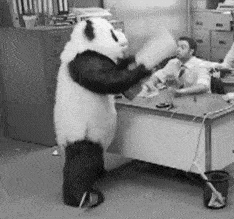 panda.gif panda.gif