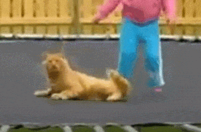 4-кот.gif 4-кот.gif