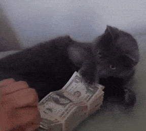 1c-cat2.gif 1c-cat2.gif